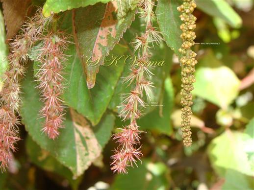  Shoot with Male and Female Inflorescences